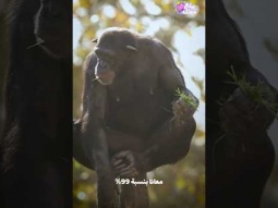 ليه التجارب العملية على الفئران وليس القرود ؟