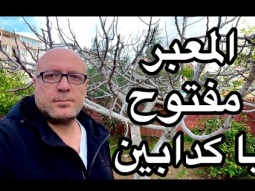 دردشة الصباح