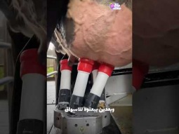 اغرب طريقة لحلب الأبقار