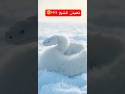 #explore #اكسبلور #ردات_فعل