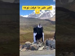 #ردات_فعل #اكسبلور
