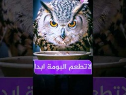 لو رأيت بومة لا تطعمها ابداً 
