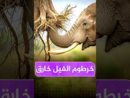 لن تصدق مدى قوة خرطوم الفيل !