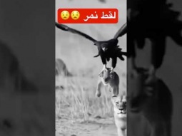 #حيوانات #ردات_فعل