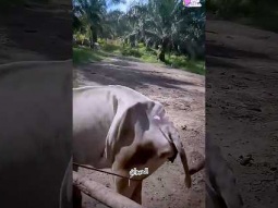 خدعه حقن الحيوانات