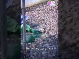 مزارع الضفادع .. الاغرب فى العالم