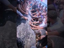 سمكة عملاقة تظهر على شاطىء غزة