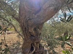 في حضرة الزيتونة الكنعانية - سمير الخطيب