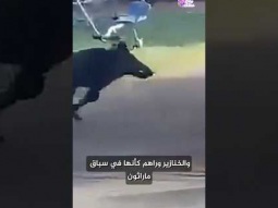 خنازير تهاجم الناس فى اسرائيل