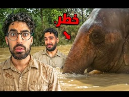 هل الفيل فعلاً يكره البشر؟ 