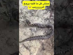 #اكسلبور  #ردات_فعل