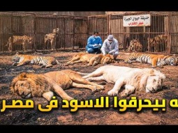 ليه بيحرقوا الاسود والنمور في حديقة حيوان الجيزة فى مصر ؟