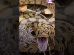 لماذا يغير الثعبان جلده ؟