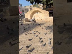 Birds in front of Mary’s well in Nazareth