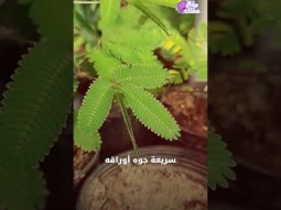 نبات خجول .. يخاف من اللمس