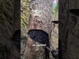 السم الياباني المذهل