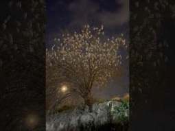 Amazing scene where birds gather on tree every night