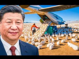 لماذا ألقت الصين مليون أرنب في الصحراء بعد حرب إيران ؟