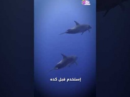 دلافين إيرانية مفخخة