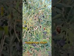 لماذا موسم الزيتون الأصعب منذ عقود #زيتون #موسم_الزيتون