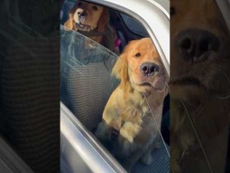 Dogs going for a drive