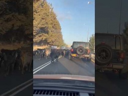 When sheep block the road
