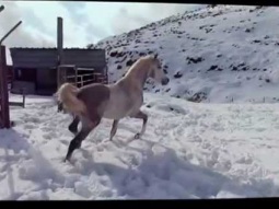 حصان يلهو بالثلوج في مجدل شمس