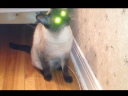 عيون القط "باكو" المضاءه