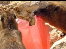 وبري - أرنب سوري يأكل النايلون  كيف يضر الإنسان بالحيوان