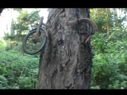 بالفيديو... تعرف على قصة الشجرة التي ابتلعت الدراجة !