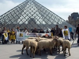 قطيع من الخراف يقتحم متحف اللوفر بباريس A herd of sheep entered the Louvre in Paris