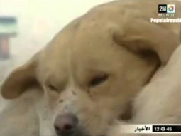 فيديو الكلب الذى حرك مشاعر العالم لوفائه لرفيقته